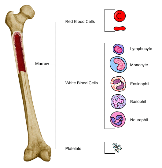 Anatomy of a bone, showing blood cells