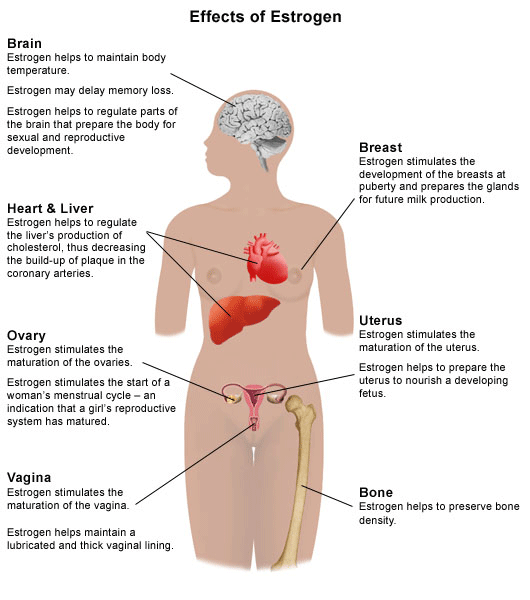 Illustration demonstrating estrogen