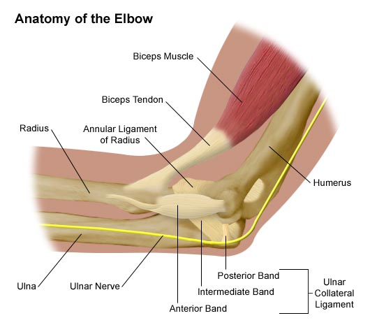 Anatomy of the elbow