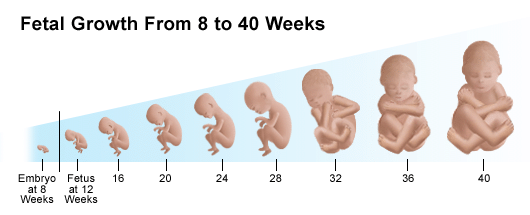 Illustration demonstrating fetal growth from 8 to 40 weeks