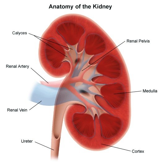 Illustration of the anatomy of the kidney