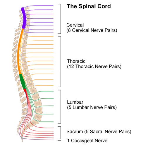 Illustration of the spine and nerve groups