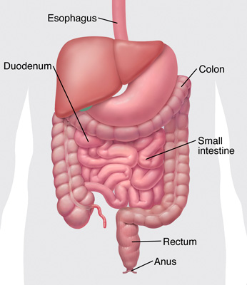 The digestive tract