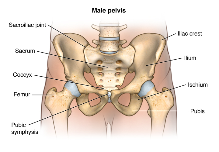 Anatomy of the male pelvis