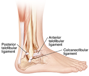 Side view of bones of lower leg and foot showing posterior talofibular ligament, calcaneofibular ligament, and anterior talofibular ligament. 